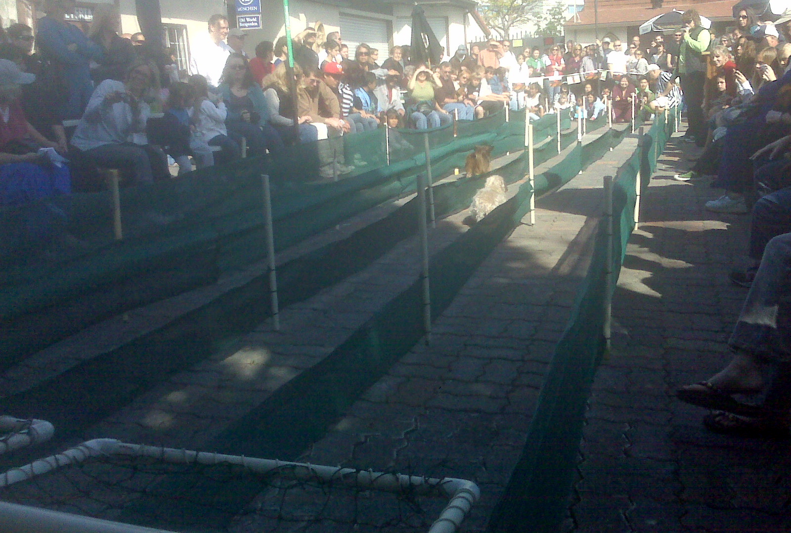 dog race
